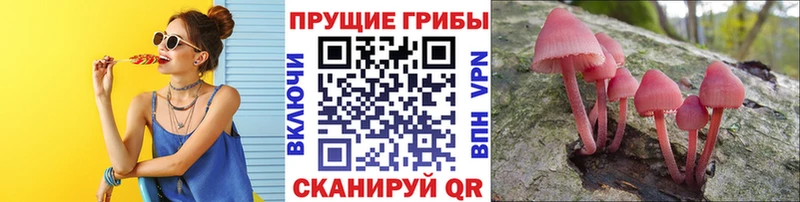 Псилоцибиновые грибы Cubensis  маркетплейс Telegram  Сыктывкар  даркнет сайт 